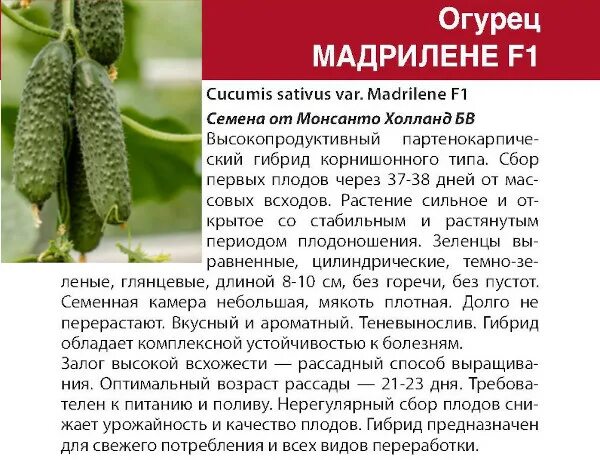 Мадрилене огурец описание