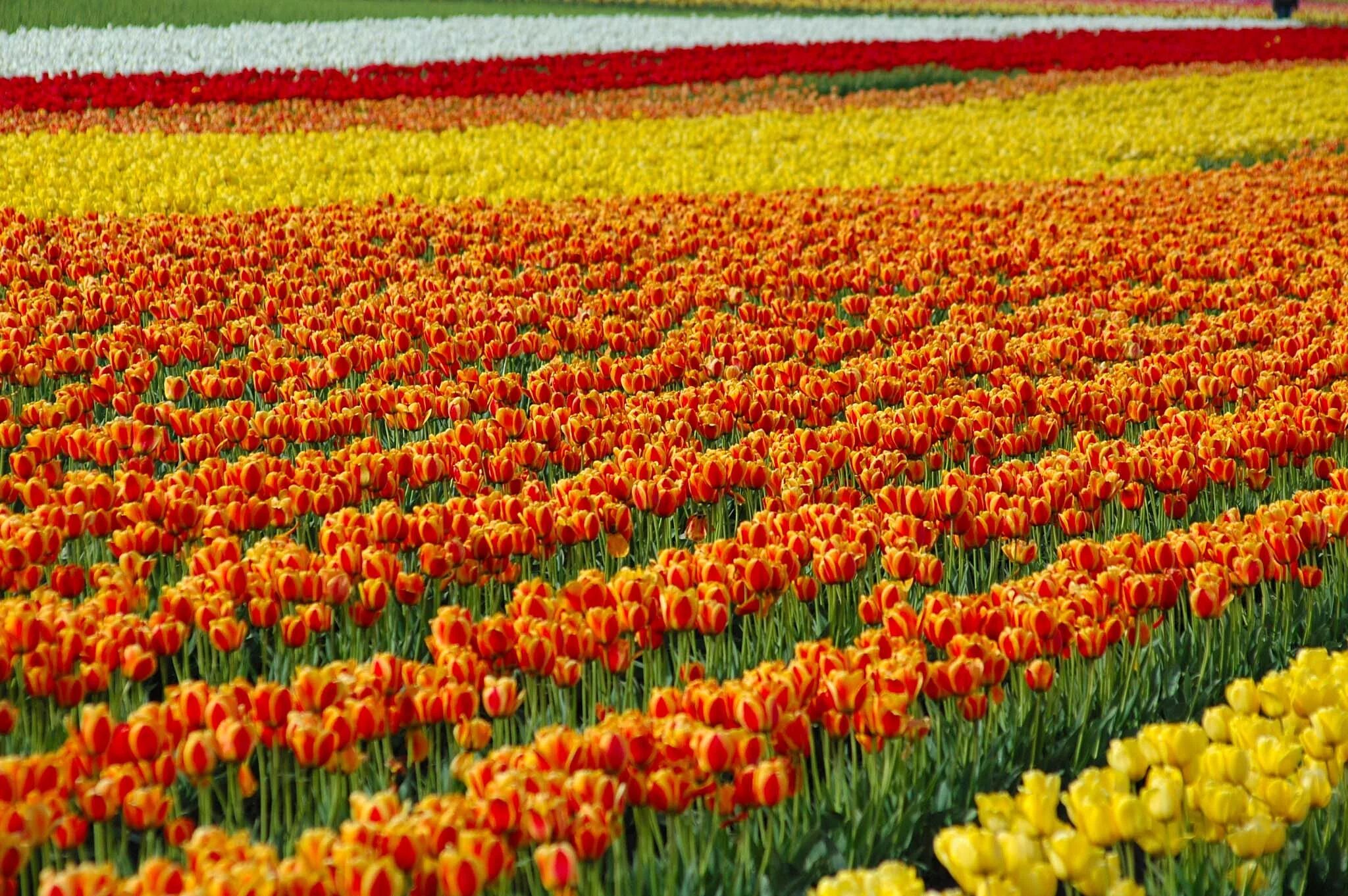 Где находится тюльпановое поле. Tulip Fest Skagit Valley. Тюльпановые поля. Поля тюльпанов в Нидерландах. Тюльпаны разноцветные.