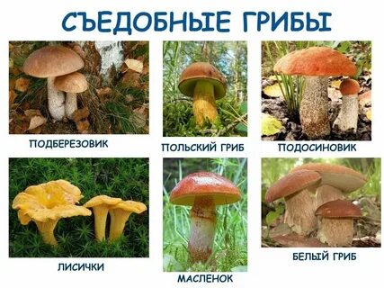 Какие грибы в лесу съедобные