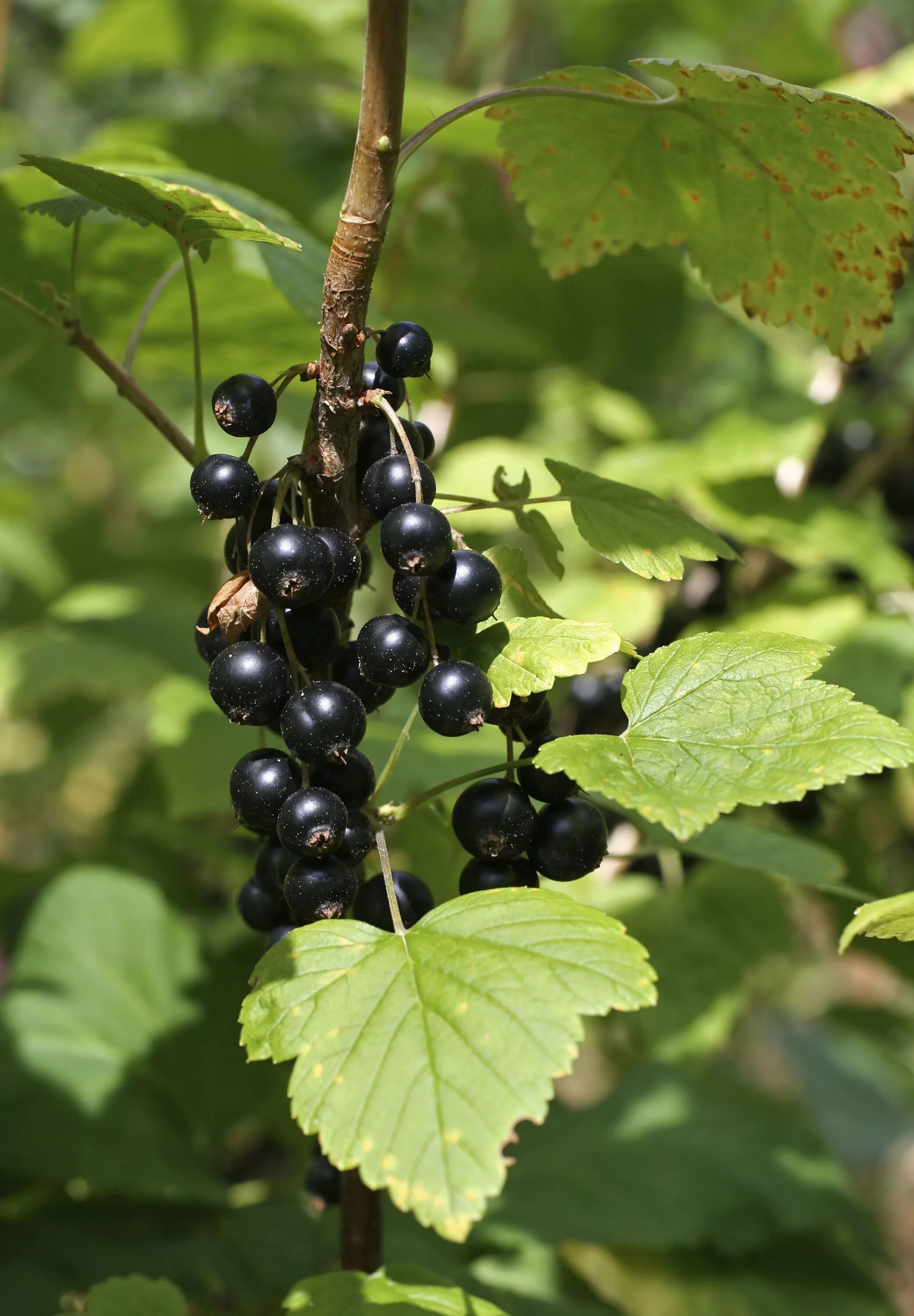 Похож на черную смородину. Смородина черная (ribes nigrum). Смородина черная - ribes nigrum l.. Black Currant черная смородина. Дикая смородина Каменушка черная.