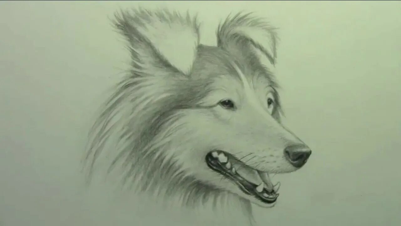 Собака рисунок карандашом. Рисунки собак простым карандашом. Колли карандашом. Собаки карандашом шелти. Рисовать колю