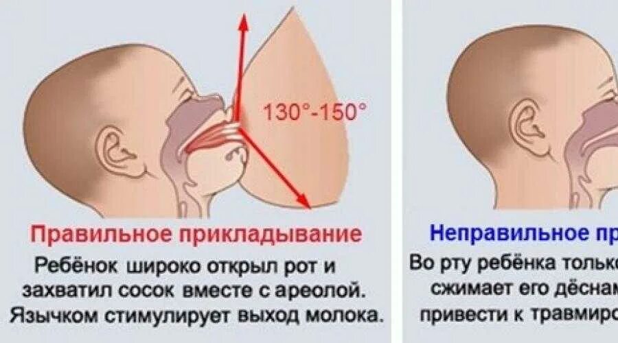 Как обновляется грудное