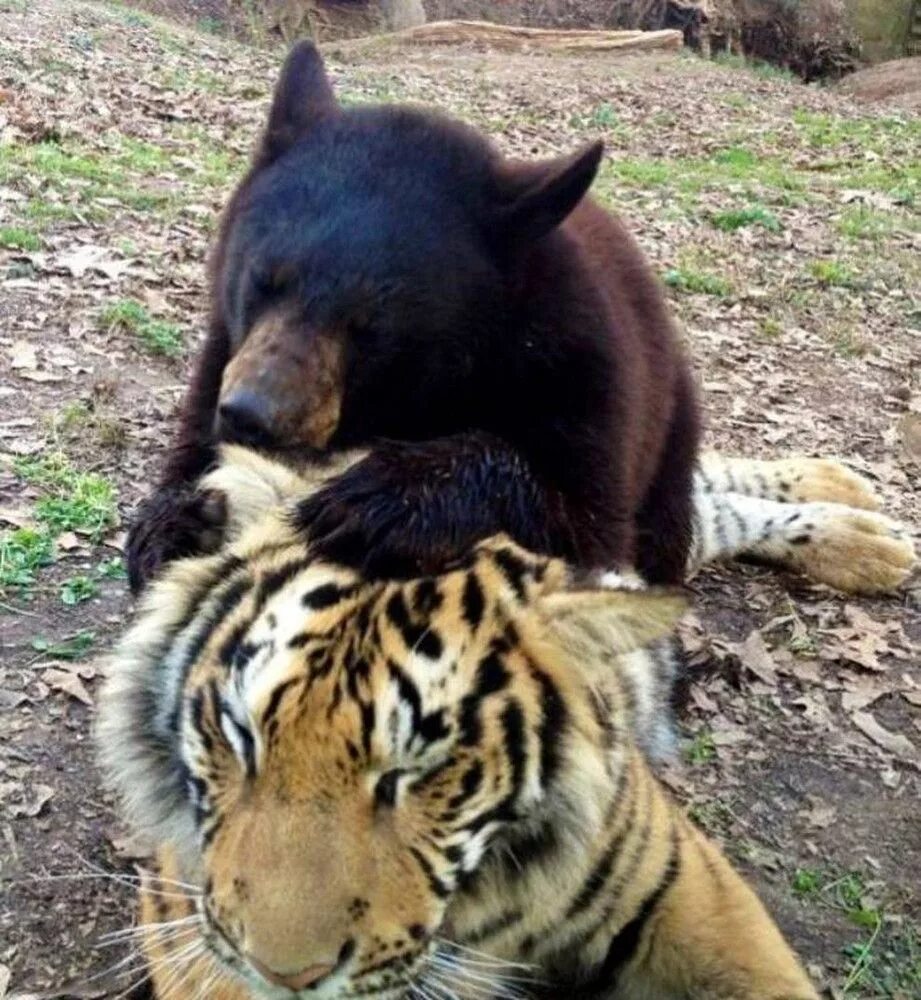 Тигр лев и медведь. Лев Лео тигр Шерхан и медведь балу. Балу Лео и Шерхан. Дружба медведя тигра и Льва. Тигр и медведь.