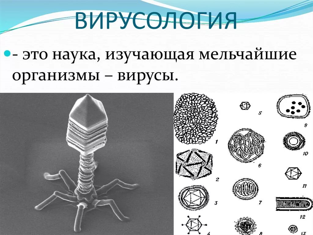 Наука изучающая вирусы. Вирусология вирусы. Вирусология это наука изучающая. Вирусология это в биологии. Вирусология это кратко.