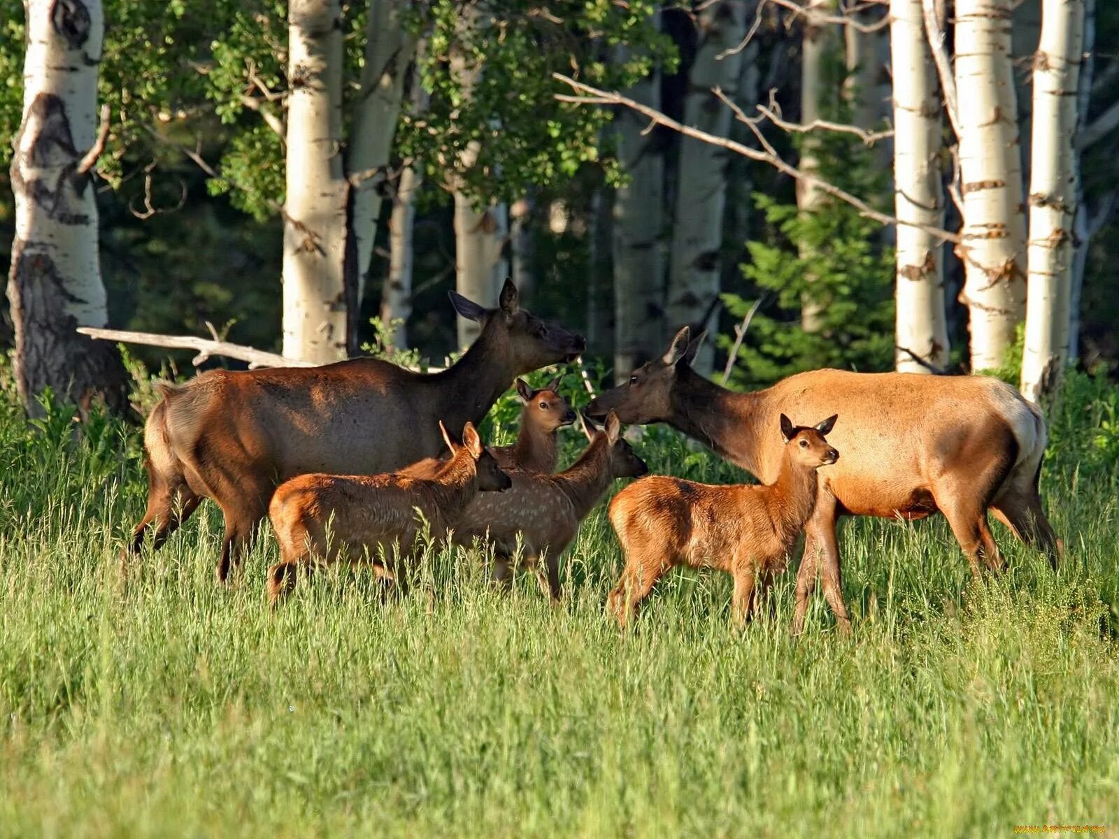 Национальный парк мещера рязанская область. Березинский национальный парк. Красный бор ландшафтный заказник. Заповедные угодья. Заповедные угодья.