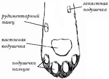 Пальцы щенков