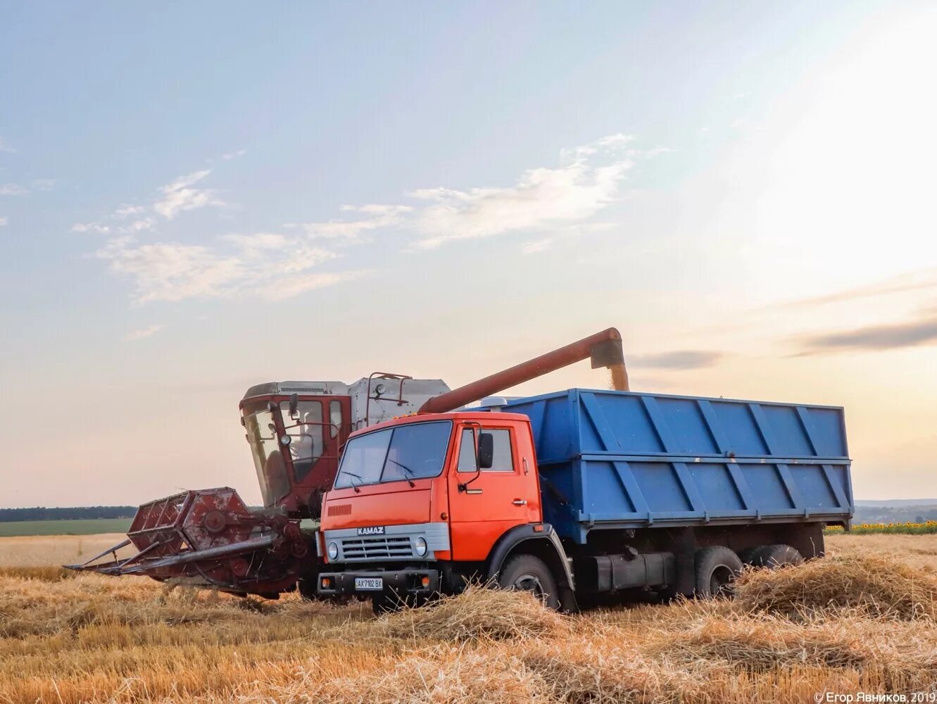 Маз колос зерновоз. Поставки зерна. Камаз 45143 на уборке силоса. Транспортировка зерна. Зерновые машины.
