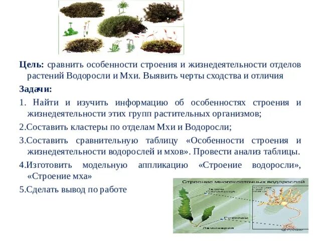 Сходство строения мха и строения водорослей. Мхи и водоросли сходства и различия. Строение мха и водоросли сходство и различия. Сравните строение мха и водоросли. Сходство водорослей и растений.