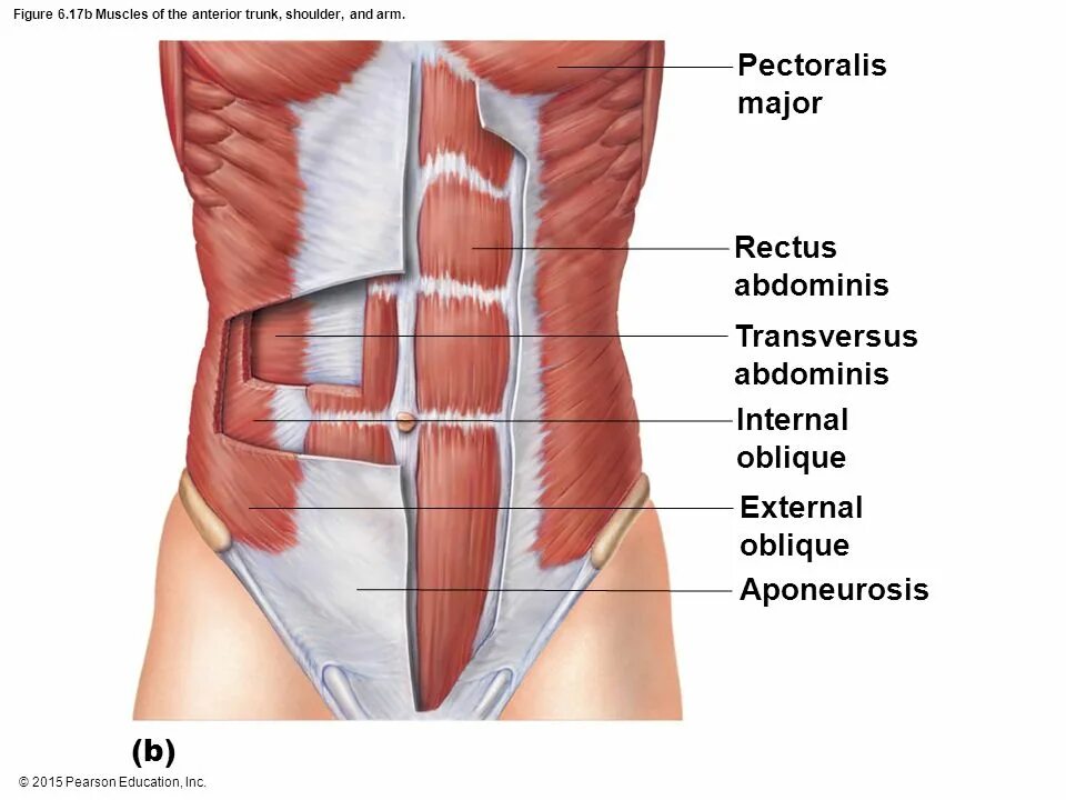 Прямая мышца живота у женщин. M obliquus externus abdominis. M rectus abdominis. Поперечная мышца живота анатомия. Поперечная мышца живота (m. transversus abdominis).