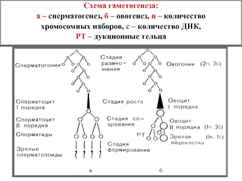 Фаза размножения сперматогенеза. Сперматогенез набор хроматид. Схема и стадии сперматогенеза и овогенеза. Фаза созревания гаметогенеза. Отличие хромосомного набора самца от набора самки