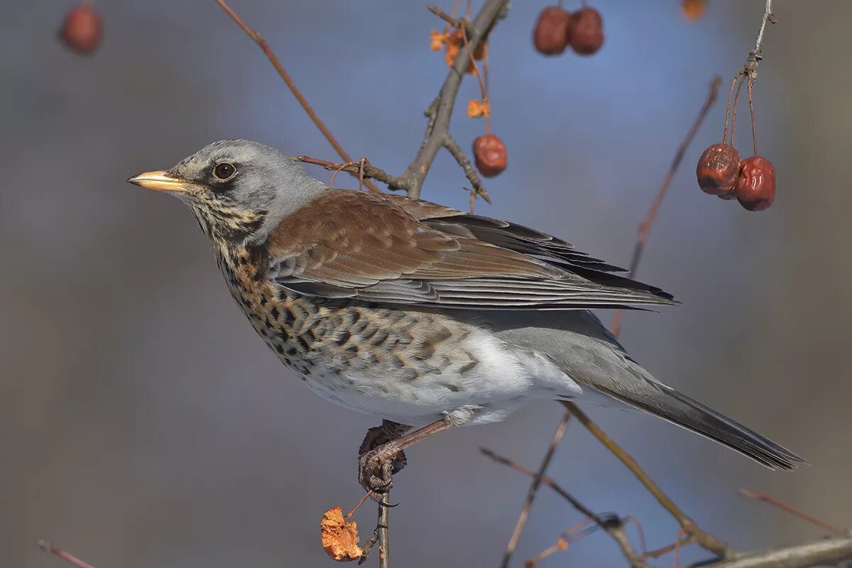 Дрозд рябинник. Дрозд рябинник Fieldfare turdus pilaris. Рябинник Стелифила. Дрозд-рябинник в России.