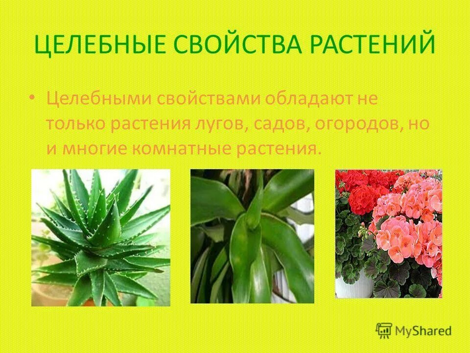 Каланхоэ лечебное растение комнатное. Характеристика цветка каланхоэ. Лекарственные комнатные растения. Хлорофитум комнатное растение. Комнатное растение целебное растение.