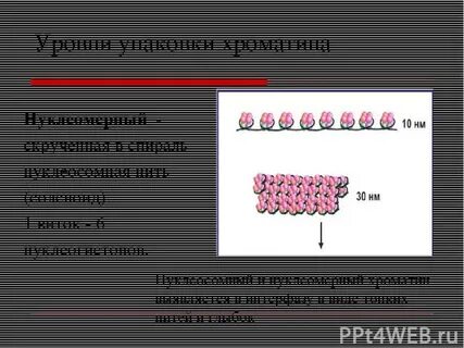 Уровни упаковки белка