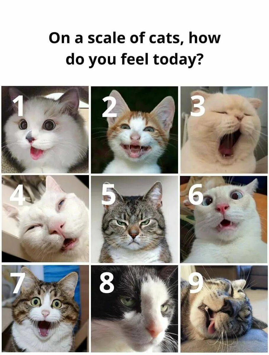 Какой ты сегодня кот. Mood кошка. How are you feeling today Cats. Коллаж какой ты кот. These your cats