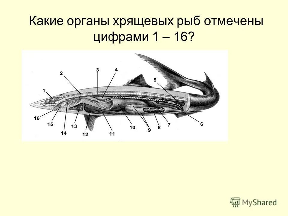 Мозг хрящевых рыб