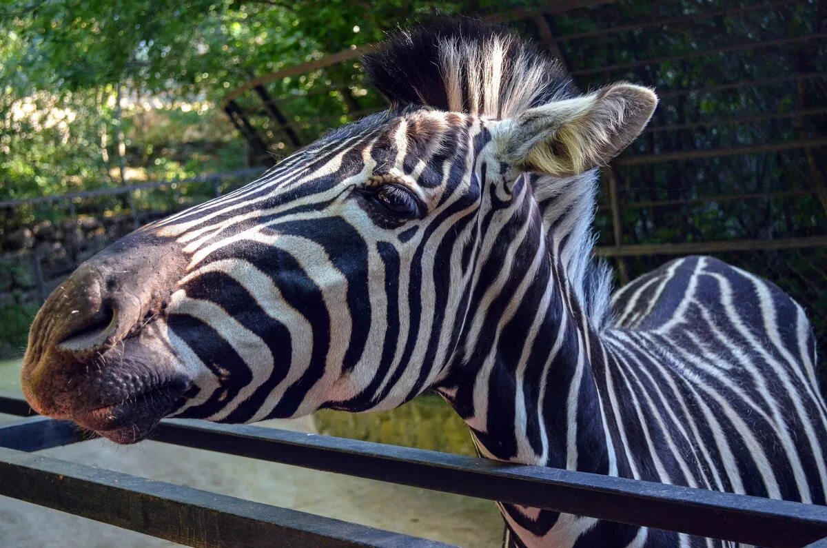 зебра чапмана. зебра владимира сегодня. полужираф полузебра. зебра владимира сегодня. зебра тв 33.