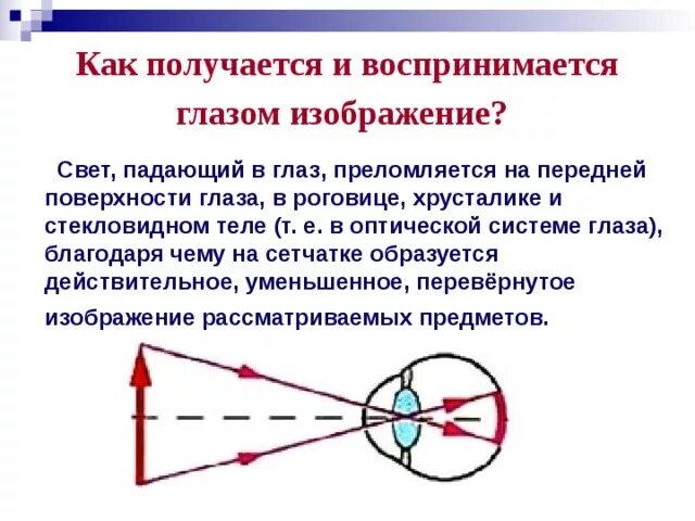 Оптическая точка зрения. Формирование изображения на сетчатке. Как получается и воспринимается изображение глазом. Перевернутое изображение на сетчатке глаза. Формирование изображения на сетчатке глаза.