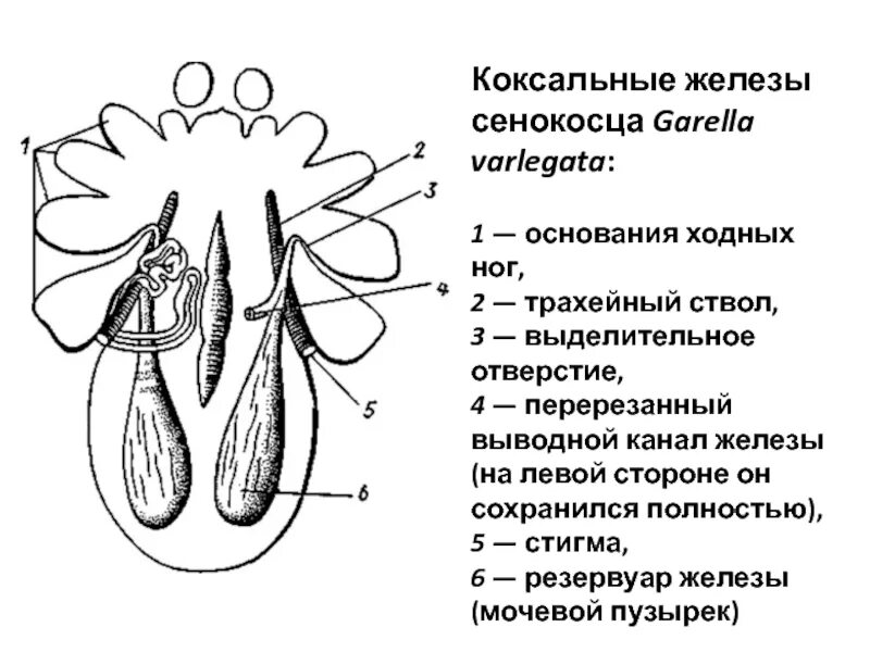 Особенности выделительной системы паукообразных