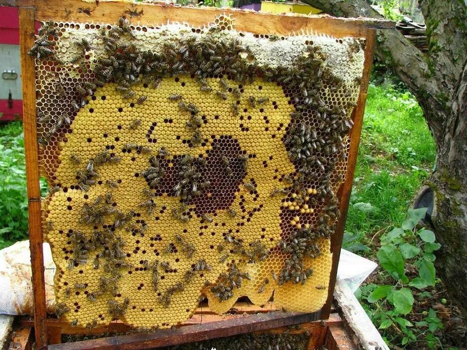 Сколько пчелы дают. Пчелиный расплод в улье. Застуженный расплод пчел. Расплод шмелей. Роение пчел схема.