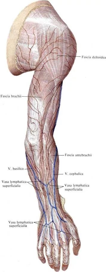 Лимфоузлы верхней конечности анатомия. Лимфатическая система предплечья. Лимфоток верхних конечностей. Лимфатические сосуды руки анатомия. Лимфоузлы кисти