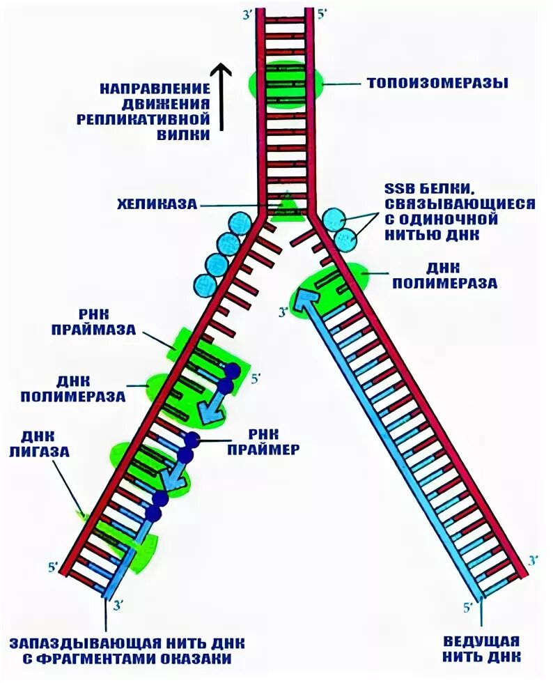 Материнская цепь днк. Схема репликации молекулы ДНК. Репликационная вилка ДНК. Схема репликационной вилки ДНК. Репликативная вилка.