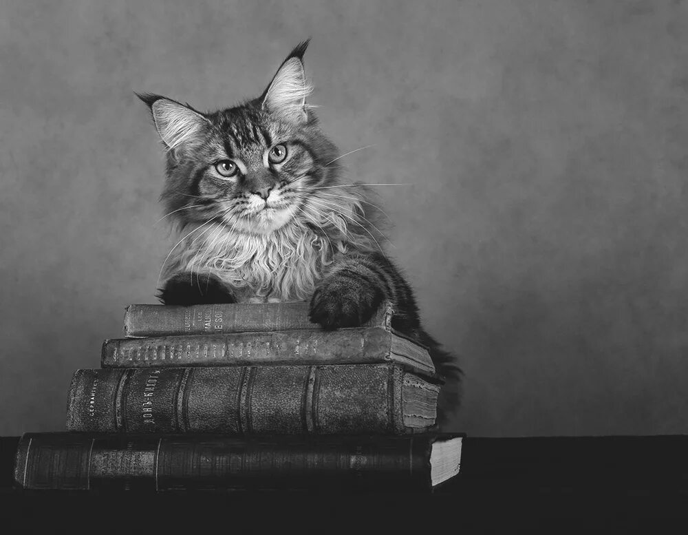 Сибирская кошка. Коты ученые. Мудрый кот. Умный кот. Книги про кошек.
