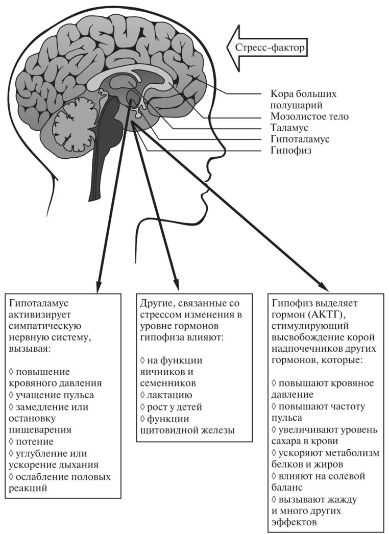 Центр жажды головного мозга