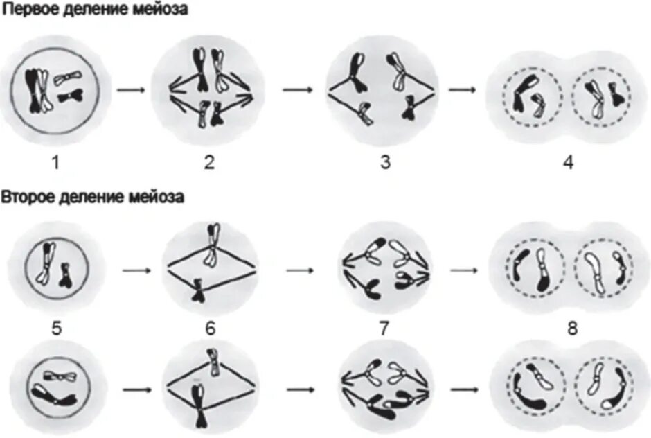 Фаза митоза мейоза 1 2 деления. Фазы мейоза рисунки. Фазы мейоза ЕГЭ биология. Фазы мейоза 1. Каким номером на схеме обозначено мейотическое