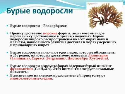 Особенности местообитания бурых водорослей