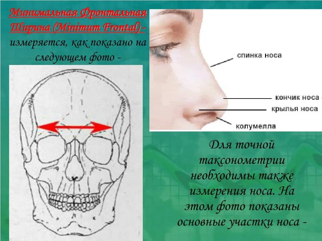 Нос и головной мозг. Переносица носа. Индекс лицевого черепа. Переносится носа где.