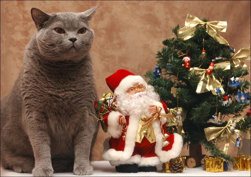 как прошел ваш новый год. как прошел ваш новый год. новый год прошел прикольные. как прошел ваш новый год. ребенок удивление зима.