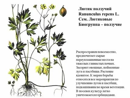 Виды лютиковых растений