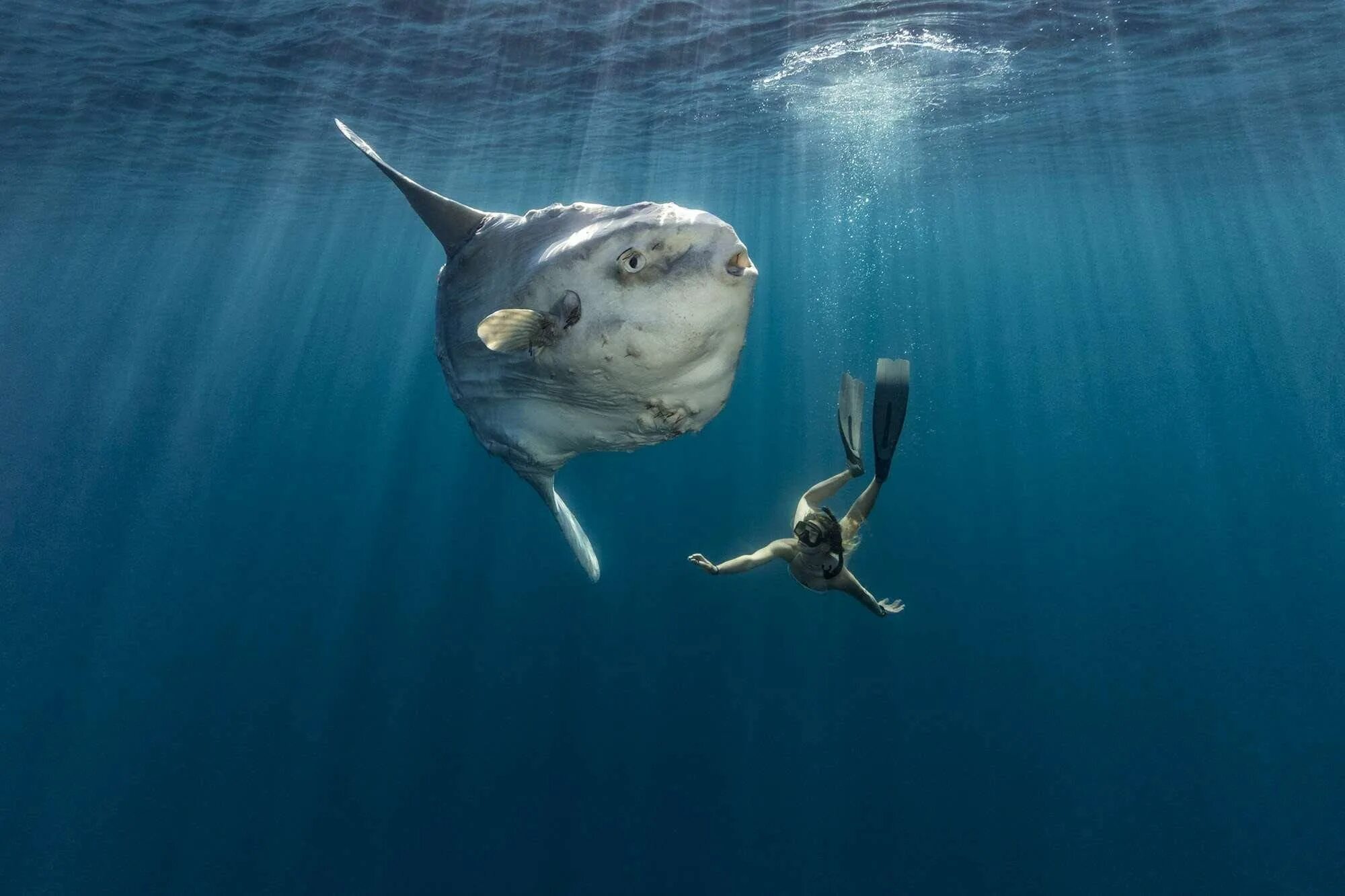 Луна живое существо. Mola Mola рыба. Дальневосточный морской заповедник рыба-Луна. Обыкновенная острохвостая Луна-рыба. Рыба Луна обитает.