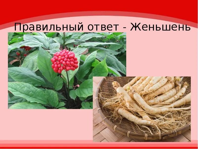 Женьшень аралиевые. Женьшень дальневосточный. Растения из красной книги женьшень. Женьшень песни. Корень жизни с китайского это растение.