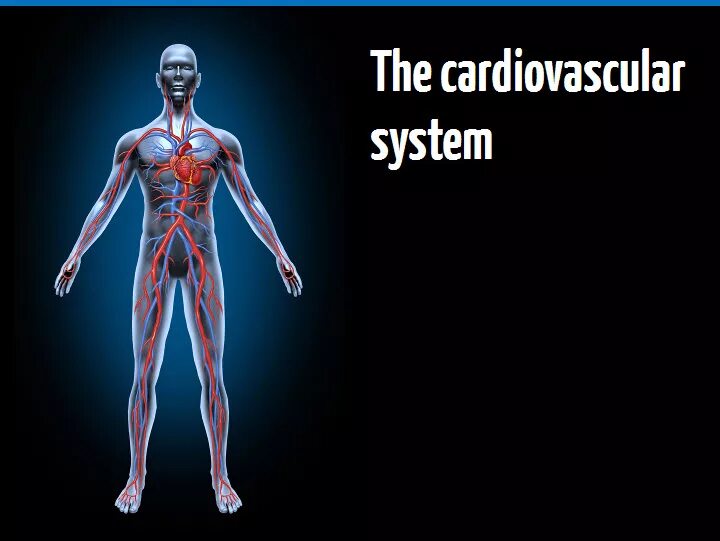 Physiology of the cardiovascular System задания. Cardiovascular system