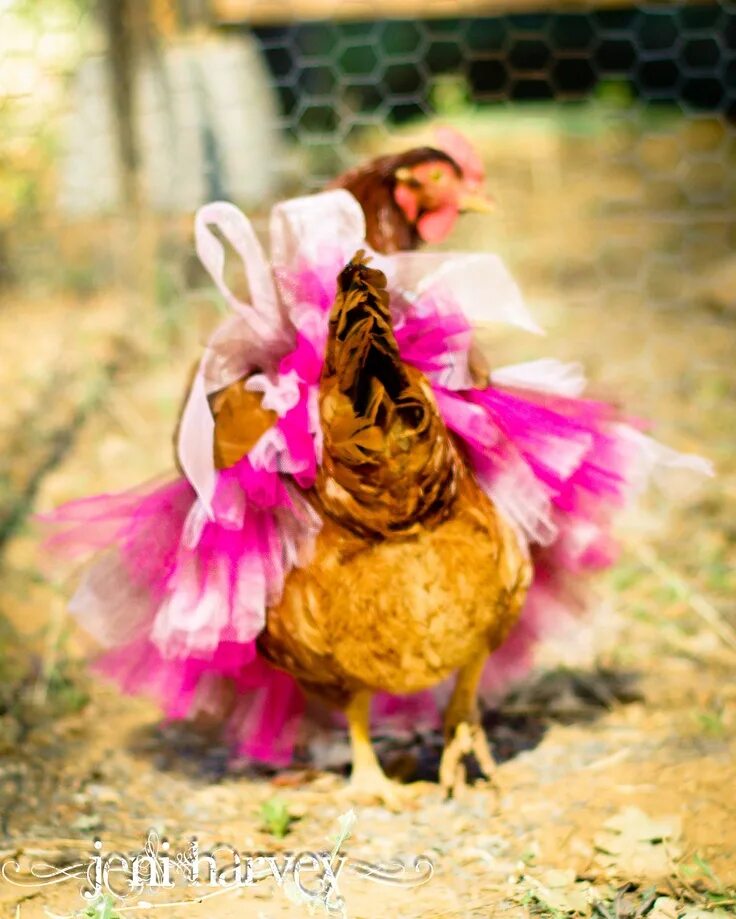Танец курочки. Курица в одежде. Модная курица. Курочка в платье. Куры в одежде.