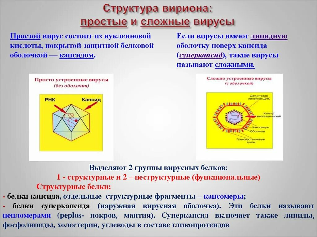 Что является простейшим элементом. Простые и сложные вирусы отличия. Структура простого и сложного вириона. Строение простых и сложных вирусов. Строение вирусов примеры.