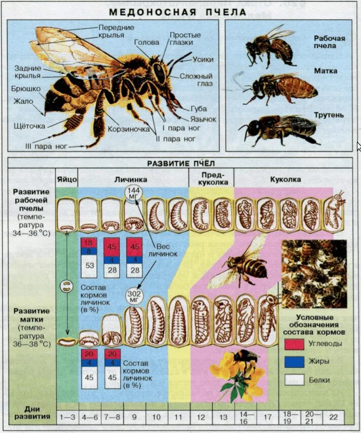 Этапы развития личинки пчелиной матки. Таблица развития личинки пчелы. Стадии развития пчелиной личинки. Стадии развития матки пчелы.