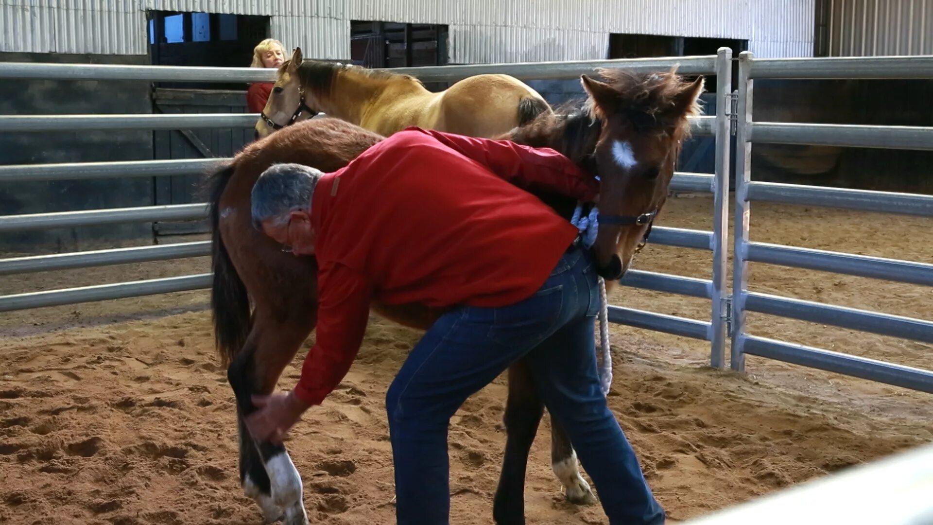 Картер кони видео. Тренинг лошадей. Видеоролики лошадей. Конь и лошадь. Понимание лошади.