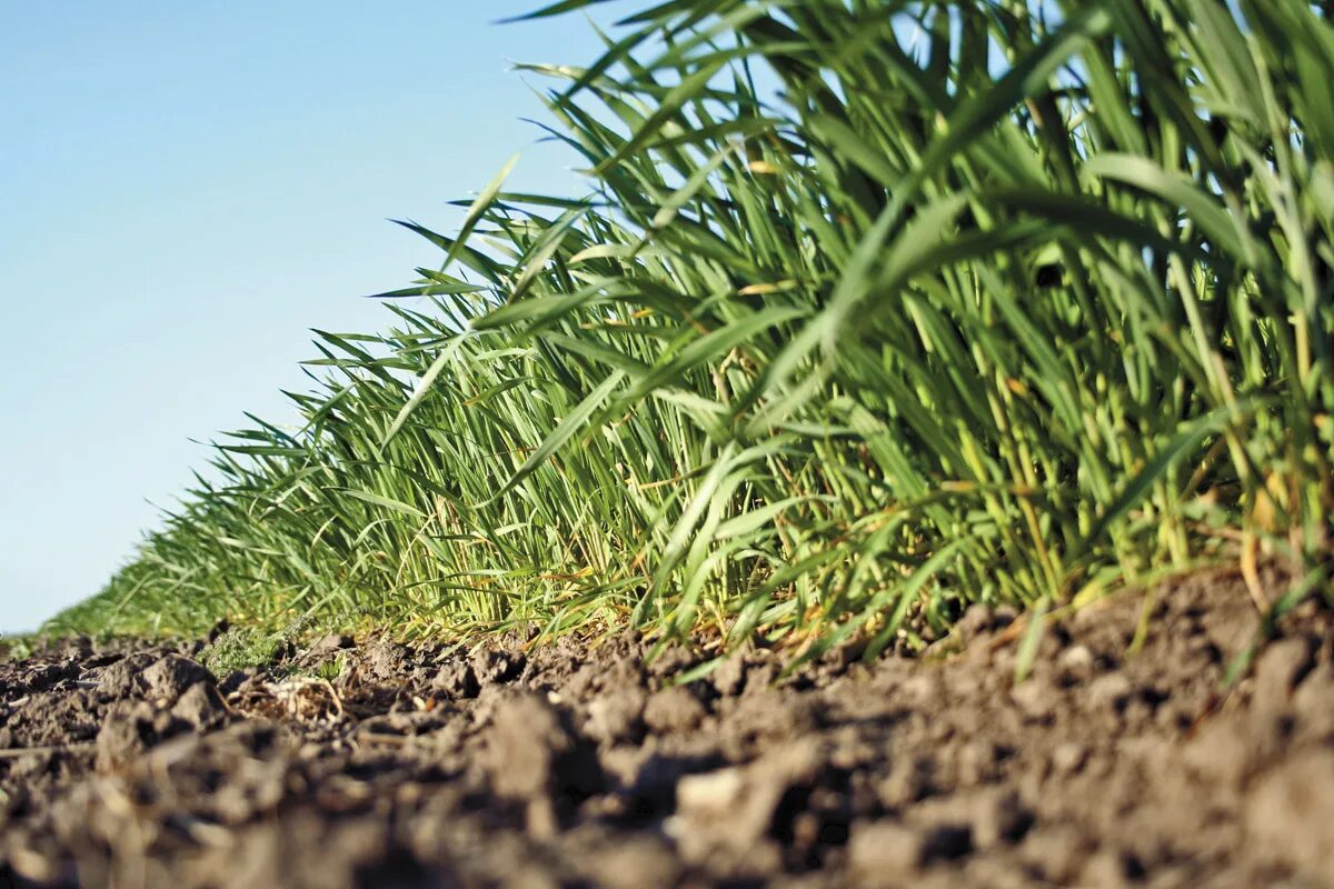 сельскохозяйственные земли. сельхоз земли украины. земли украины проданы. фермер рейтер. сельскохозяйственные угодья.