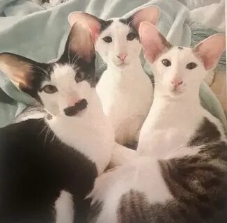 Грузинский кот