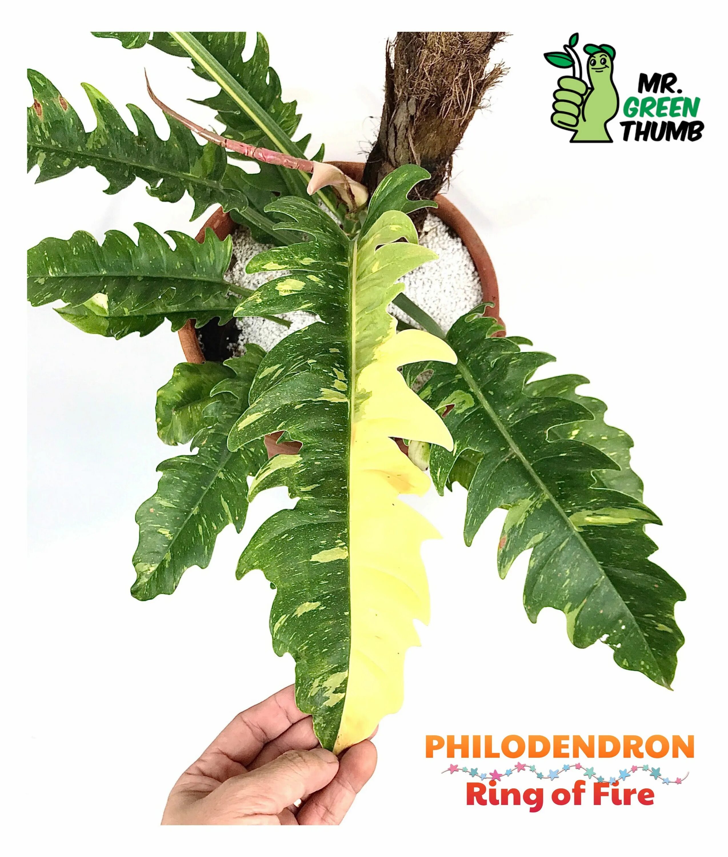 Филодендрон ринг оф файр вар. Филодендрон ring of fire. Филодендрон голд крокодил золотой. Филодендрон фаер. Филодендрон фаер.