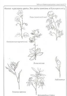 Нарисовать редкое растение