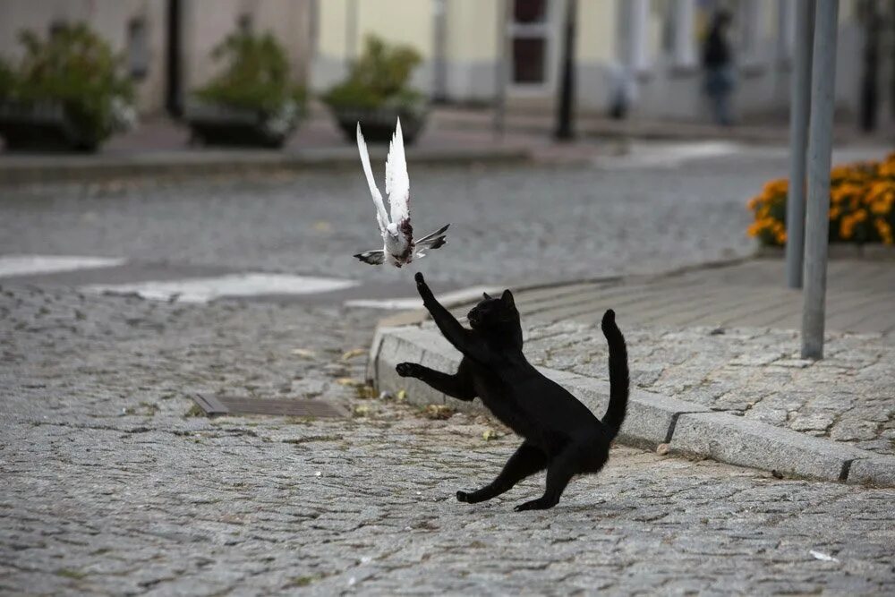 Догони кота. Черный кот в прыжке. Кот охотится на птиц. Кот и голубь. Кот прыгает.