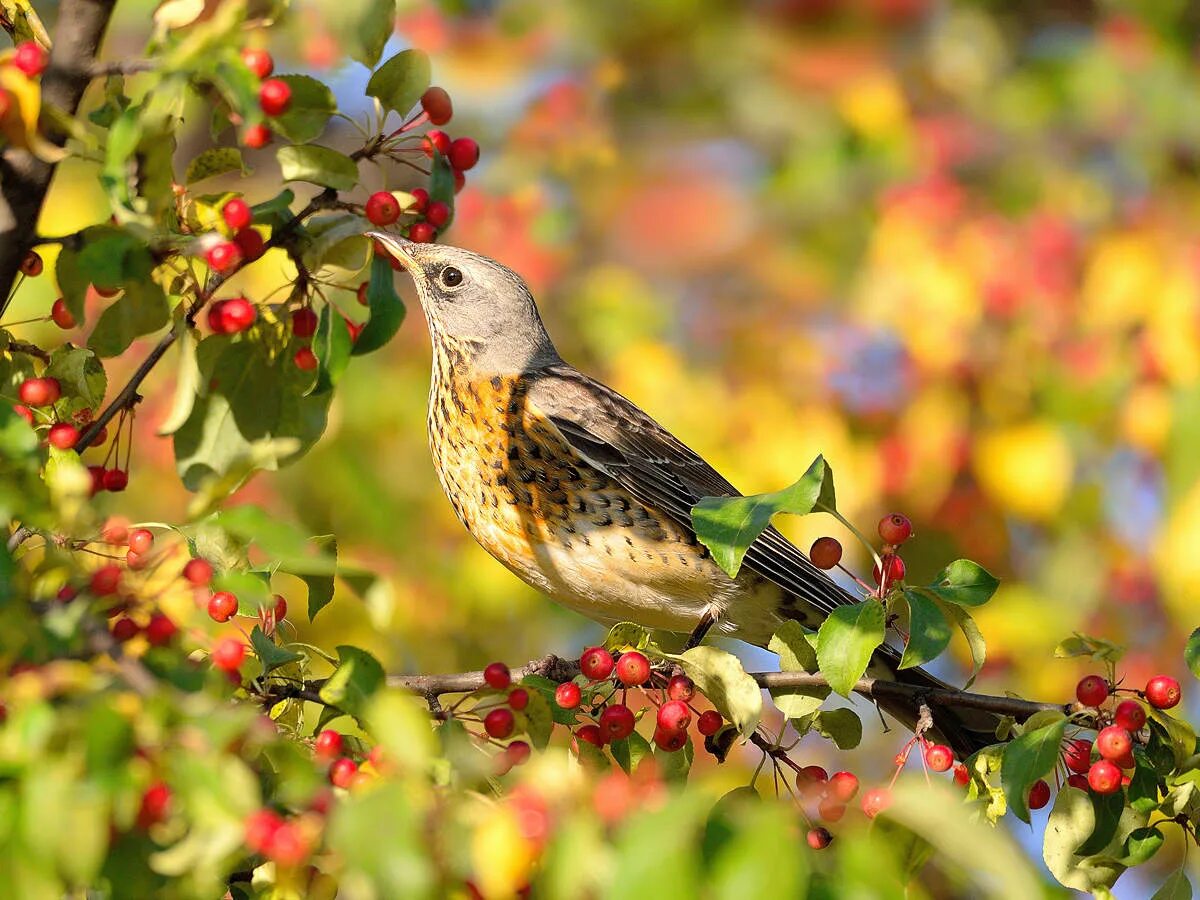 Autumn birds. Дрозд рябинник. Кукушка рябинник. Дрозд рябинник летом. Дрозд рябинник стая.