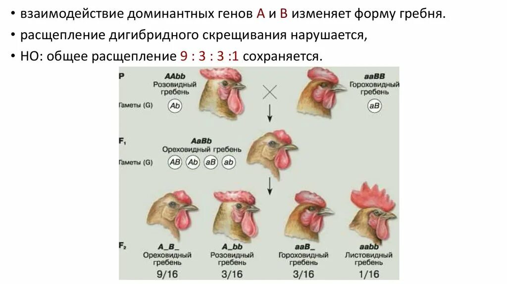 Формы взаимодействия генов и расщепление. Аллель это в биологии. Гороховидный и листовидный гребень.