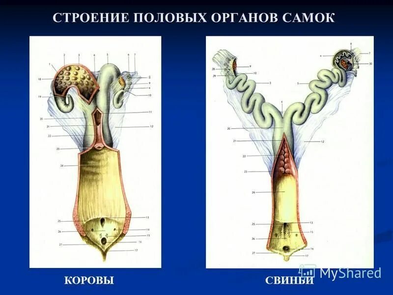 Половая система самок. Строение половой системы самки. Строение половых органов самок. Схема половых органов самок.