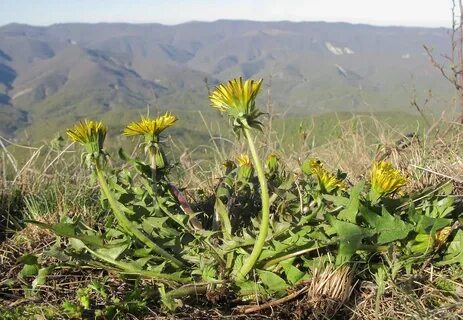 Растения краснодарского края