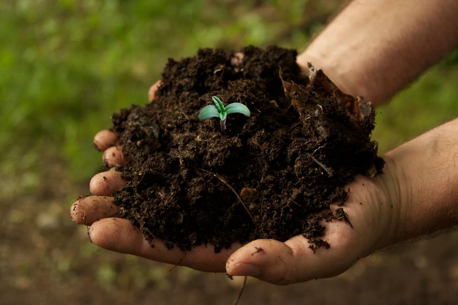 Organic fertilizer