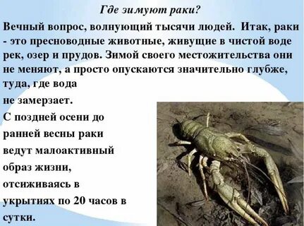 Отзывы где раки
